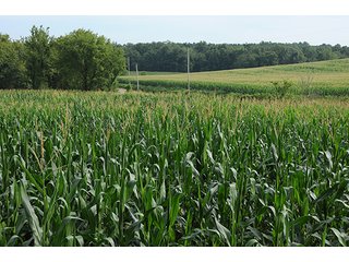 Property photo 8 - LAND AUCTION - 524+/- ACRES OFFERED IN 16 TRACTS IN MEIGS COUNTY, OHIO